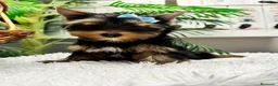 Yorkshire Terrier perros en venta: YORKSHIRE TERRIER  - Anuncio 4