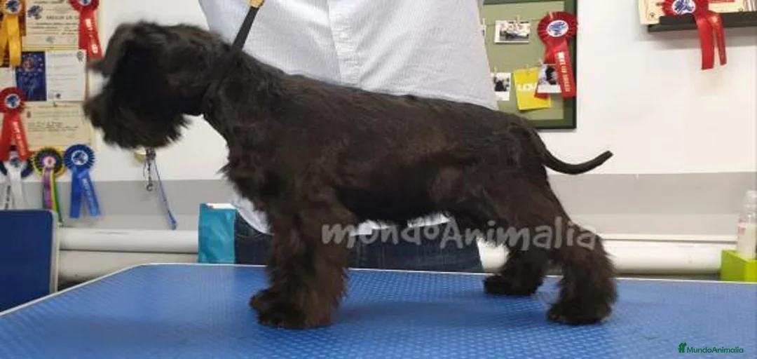 Imagen de galería {{count}}