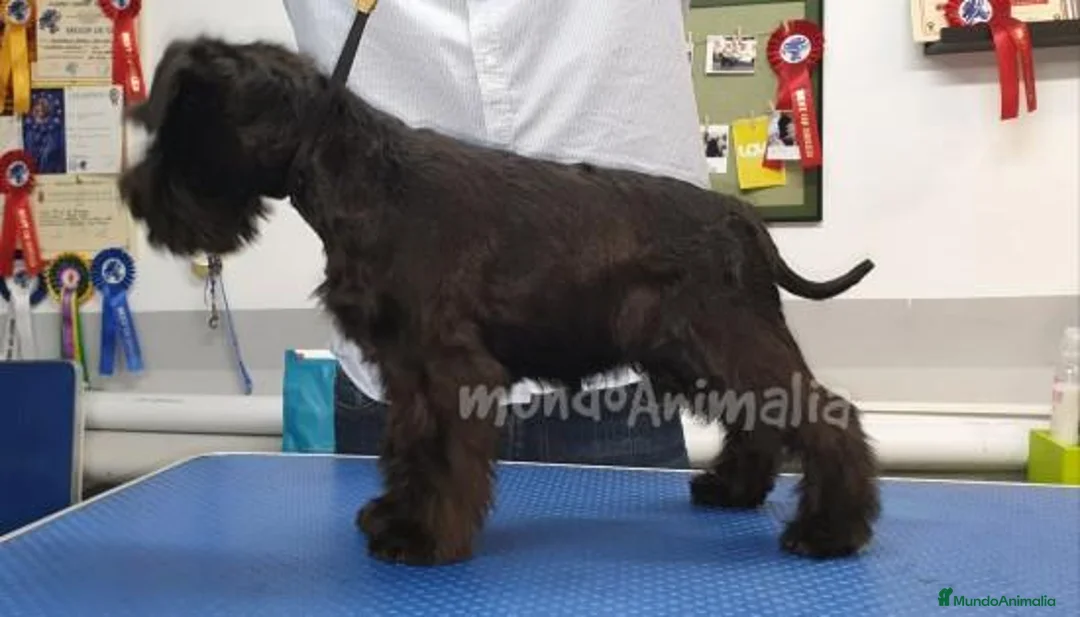 Imagen de galería {{count}}