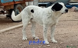 Mastín Español perros en venta: Camada de mastin español - Imagen 5