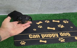 Teckel Miniatura perros en venta: Teckel negro fuego super pequeños - Imagen 1