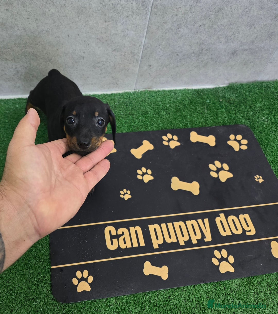 Teckel Miniatura perros en venta: Teckel negro fuego super pequeños - Imagen 1