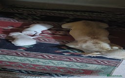 Chihuahua perros en venta: Chihuahua - Imagen 7