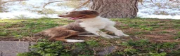 Pastor Australiano perros en venta: PASTOR AUSTRALIANO  - Anuncio 8