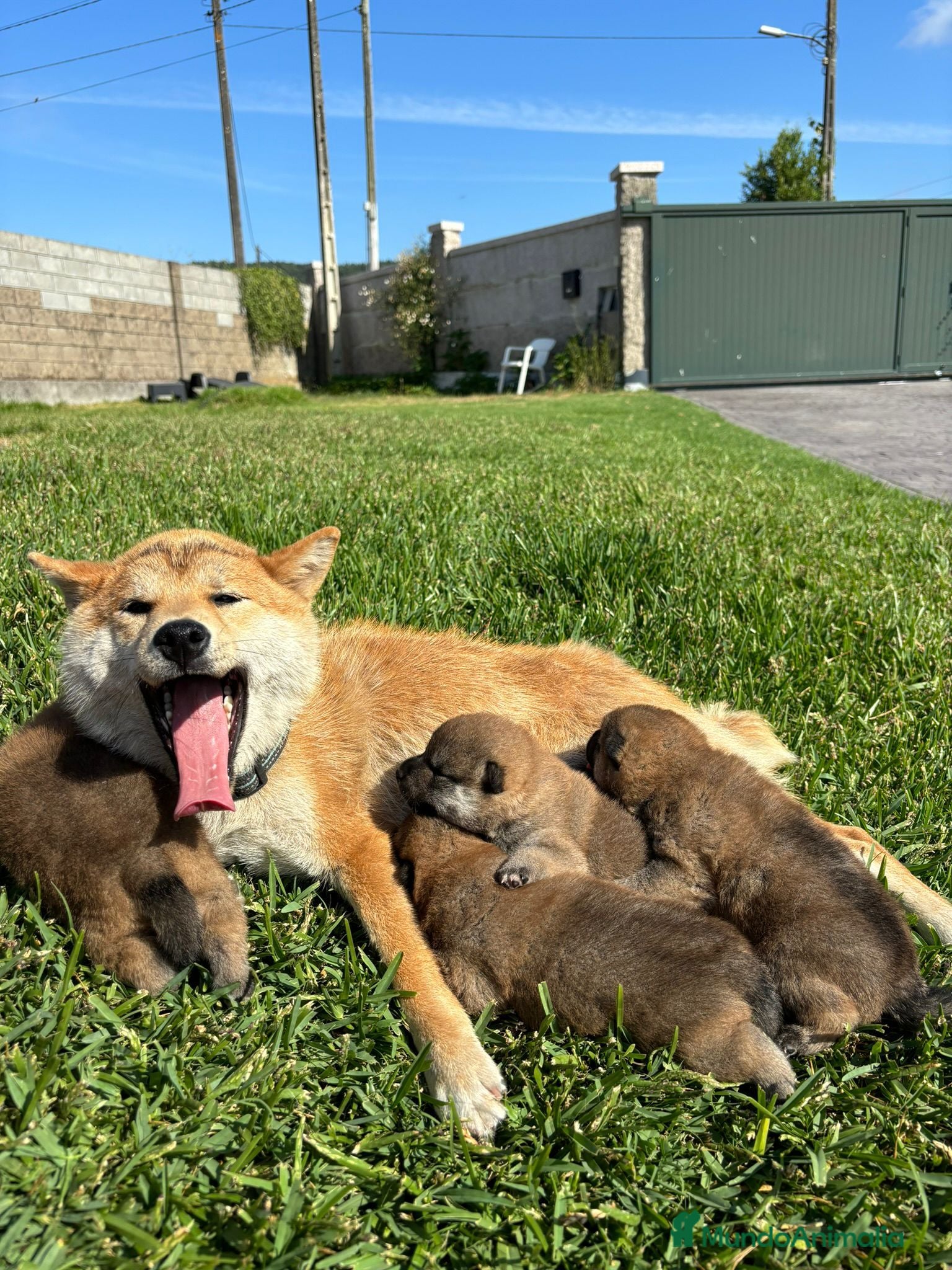 Shiba Inu perros SHIBA INU  - Anuncio 1
