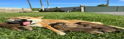 Shiba Inu perros en venta: SHIBA INU  - Anuncio 1