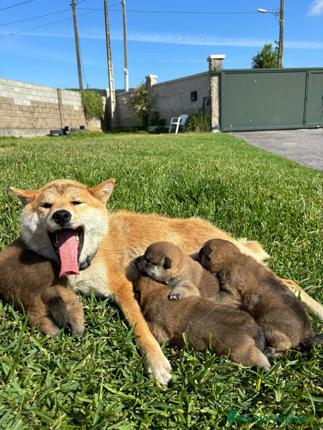 Shiba Inu perros en venta: SHIBA INU  - Anuncio 1