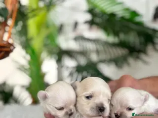 Bichón Maltés perros BICHÓN MALTÉS 100% COREANO - Anuncio 1