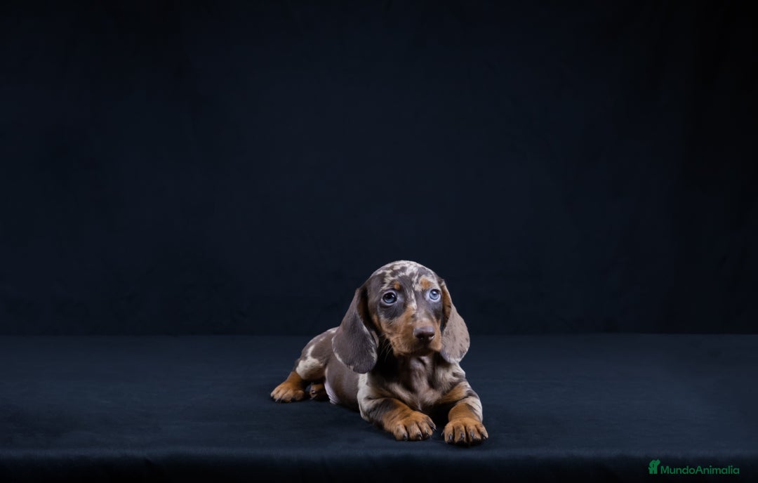 Teckel Miniatura perros en venta: VENTA DE TECKEL ARLEQUIN - Imagen 3