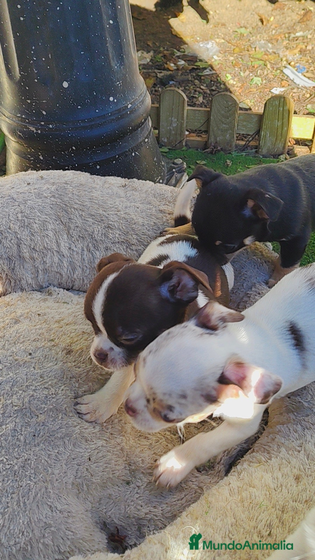 Chihuahua perros en venta: Chihuahua Toy  - Anuncio 2