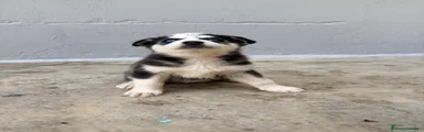 Husky Siberiano 4
