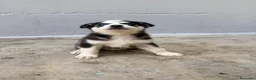 Husky Siberiano perros en venta: CAMADA DE HUSKY - Anuncio 3