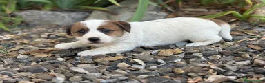 Jack Russell Terrier Cachorro 1