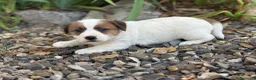 Jack Russell Terrier perros en venta: Jack Russell de pelo duro ( Brush) 🐾🐾🐾 - Anuncio 1
