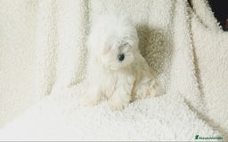 Bichón Maltés perros en venta: ‼️‼️Preciosa camada de bichon maltes toy - Imagen 1