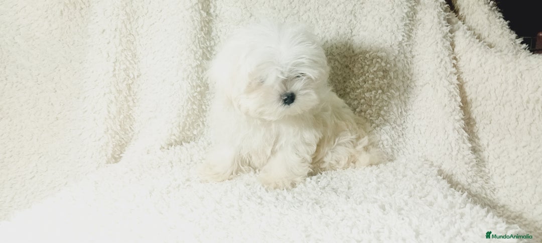 Bichón Maltés perros en venta: ‼️‼️Preciosa camada de bichon maltes toy - Imagen 1