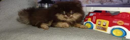 Pomerania perros en venta: Pomerania macho  - Anuncio 2