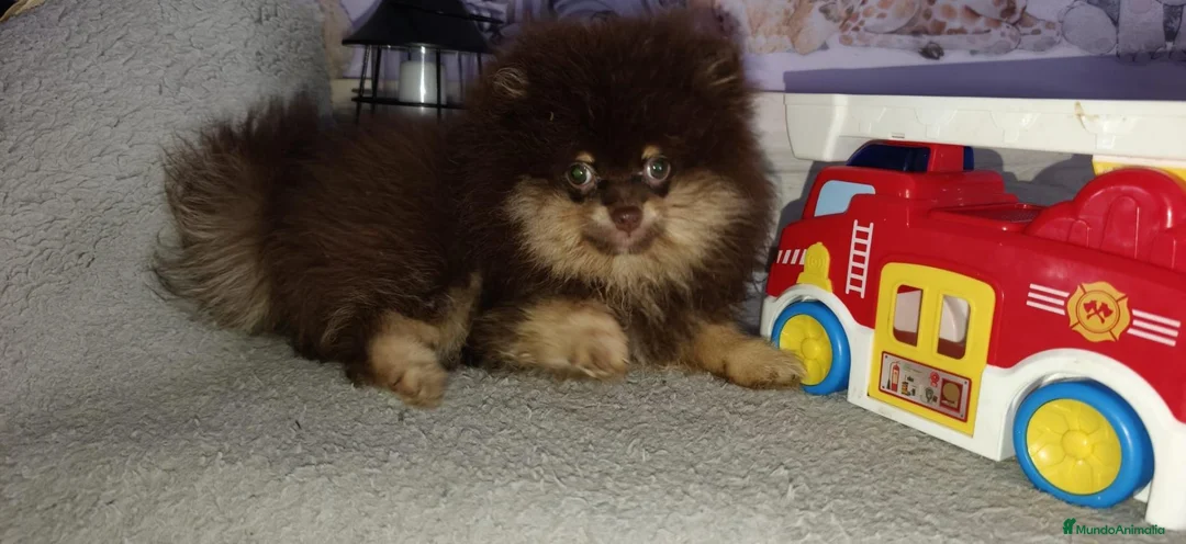 Pomerania perros en venta: Pomerania macho  - Anuncio 2