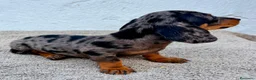 Teckel Miniatura perros en venta: Teckel kaninchen Arlequín  - Anuncio 4