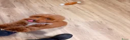 Caniche Toy perros en venta: Soy Chusito!!  - Anuncio 8