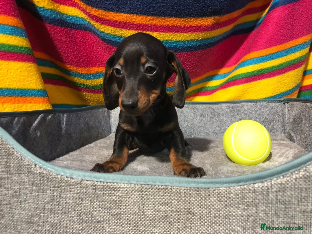 Teckel Miniatura perros en venta: Teckel miniatura  - Imagen 5