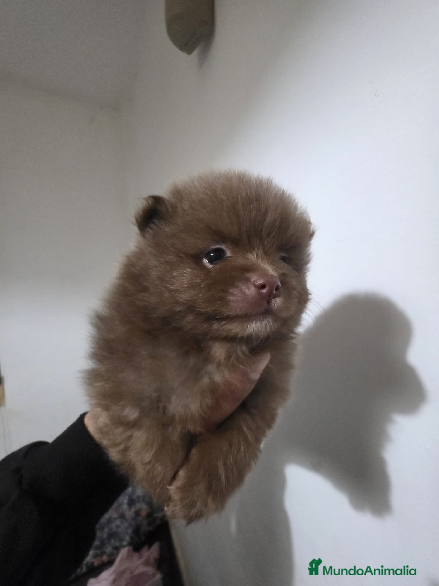 Pomerania perros Pomerania toy exótico  - Anuncio 2