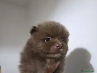 Pomerania perros Pomerania toy exótico - Anuncio 16