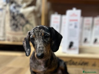 Teckel perros - Anuncio 25