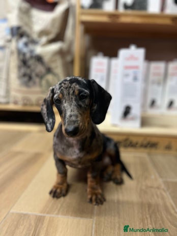 Teckel perros Teckel Arlequin - Anuncio 3