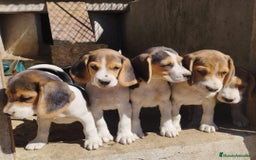 Beagle perros en venta: Espectaculares cachorros de BEAGLE - Imagen 1
