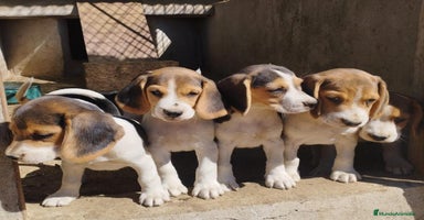 Beagle perros - Anuncio 7