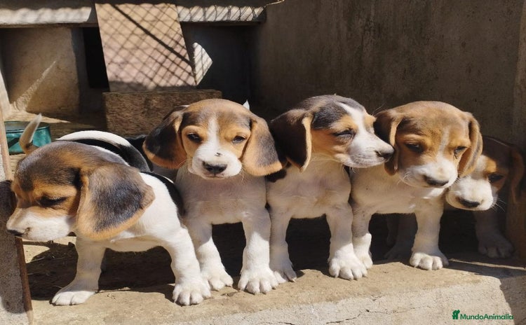 Beagle perros - Anuncio 11