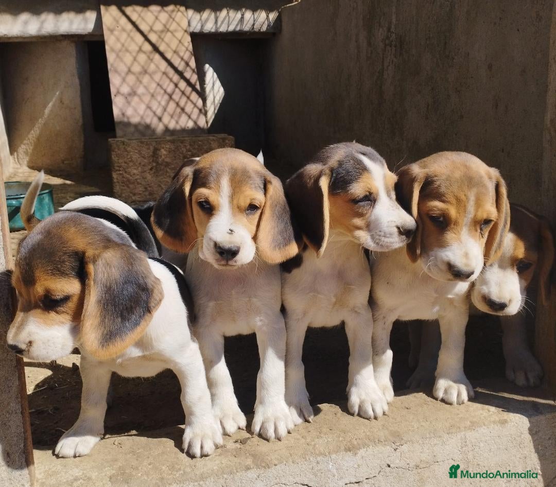 Beagle perros en venta: Espectaculares cachorros de BEAGLE - Imagen 1