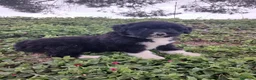 Perro de Agua Español perros en venta: 🐾 CACHORROS DE PERRO DE AGUA ESPAÑOL 🐾 - Anuncio 19