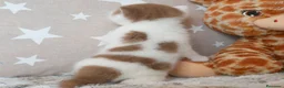 Británico de Pelo Corto gatos en venta: Camada espectacular British Shorthair Pedigree WCF - Anuncio 10