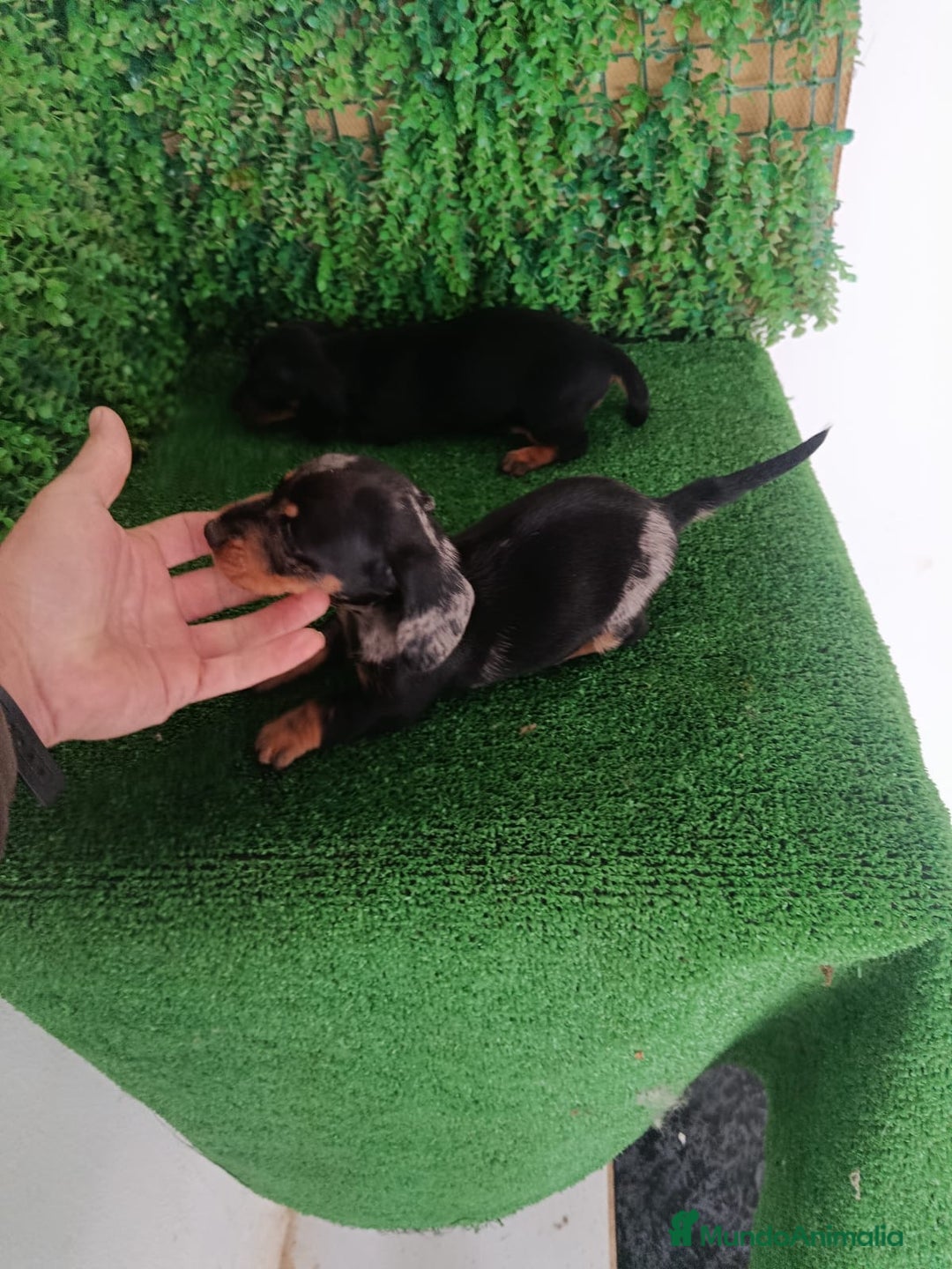 Teckel perros en venta: Hembras teckel  - Anuncio 8