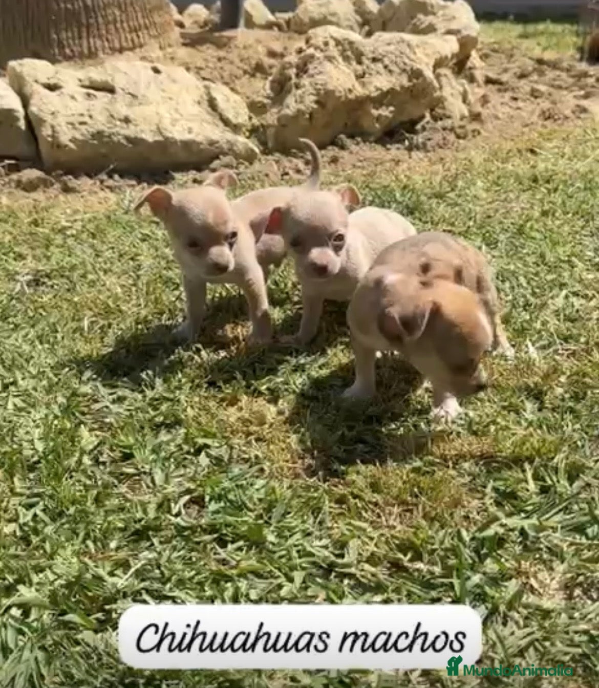 Chihuahua perros Chihuhua machos  - Anuncio 1