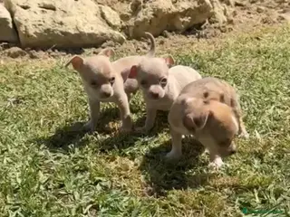 Chihuahua perros Chihuhua machos - Anuncio 3