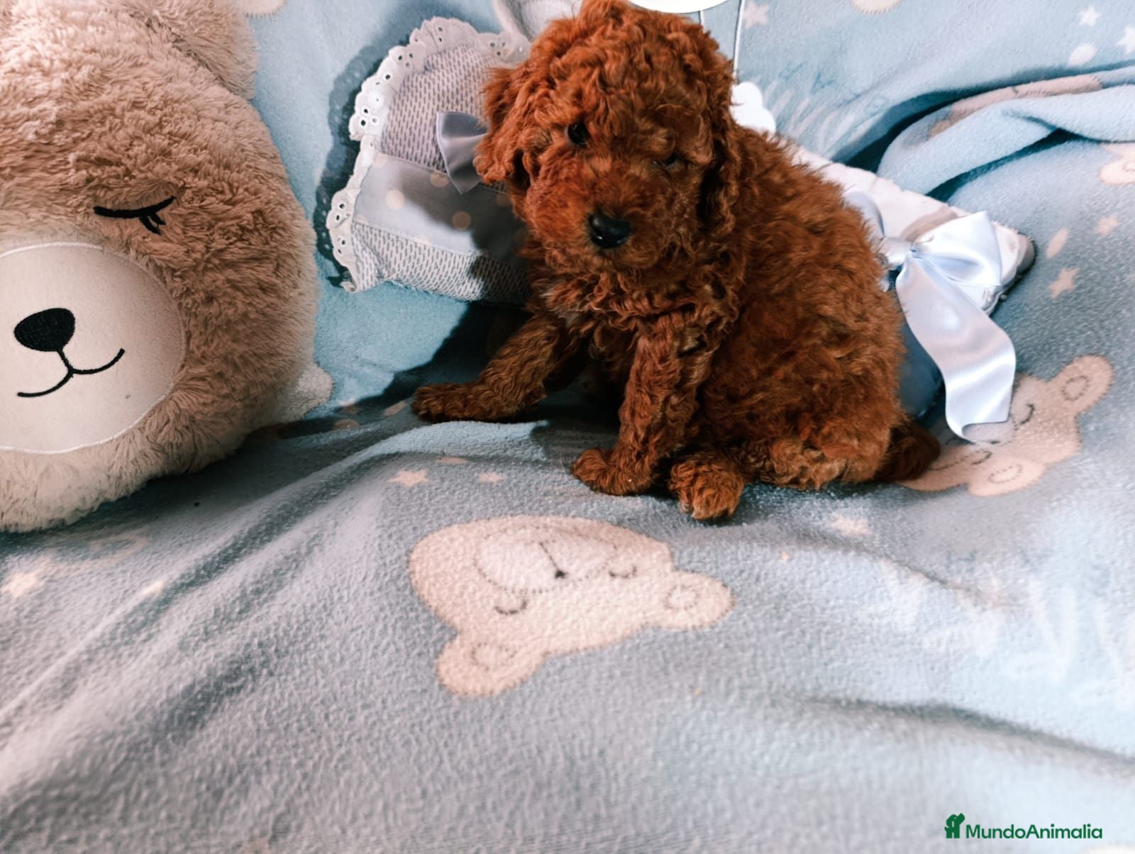 Caniche Toy perros Macho caniche 50% asiático  - Anuncio 1