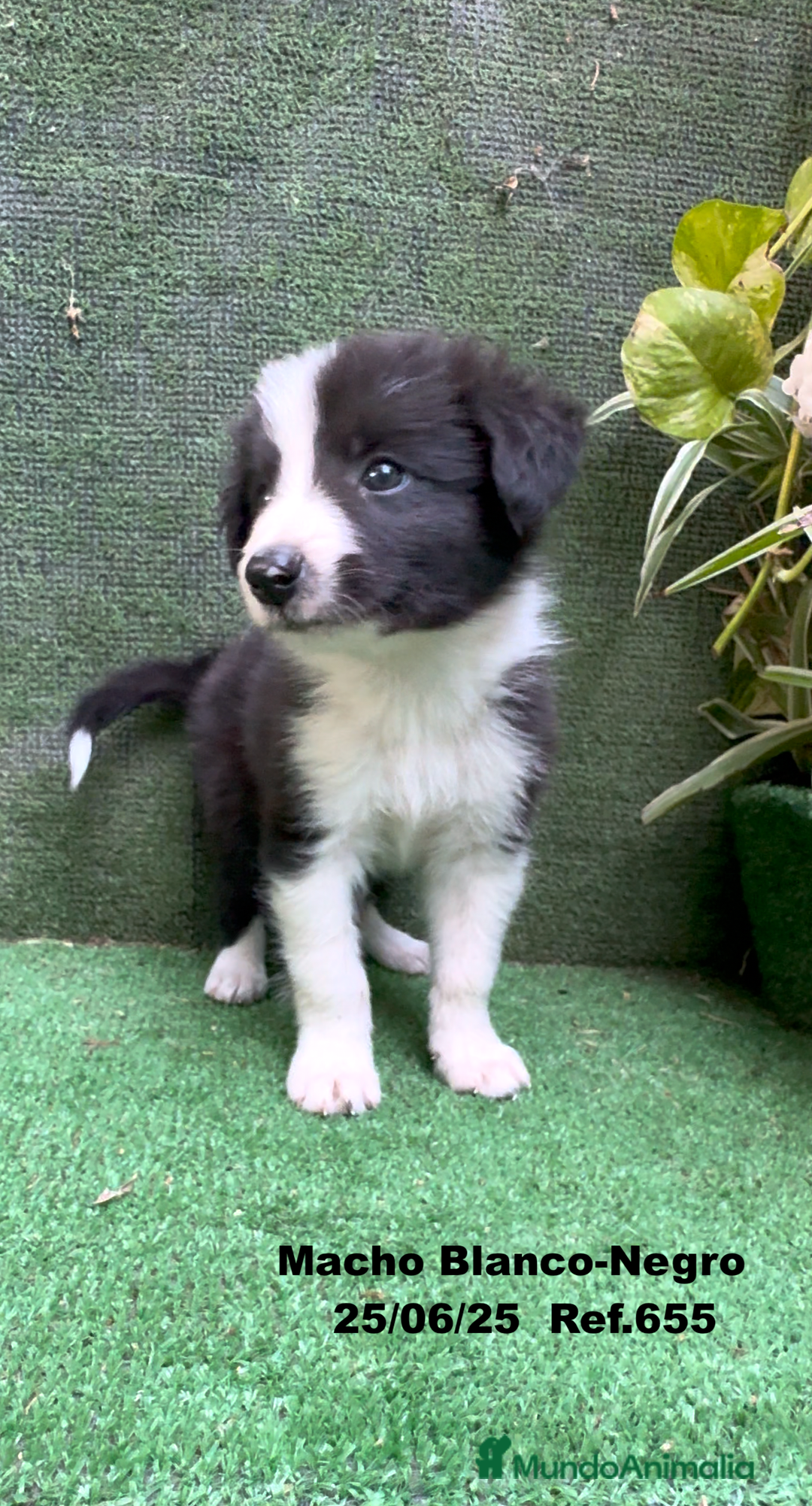 Border Collie perros en venta: BORDER COLLIE DE VILLA BIZNAGA - Imagen 3