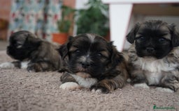 Maltipoo perros en venta: 🐾 Maxi y Boom – Maltipoo marrones con encanto ☕ - Imagen 10