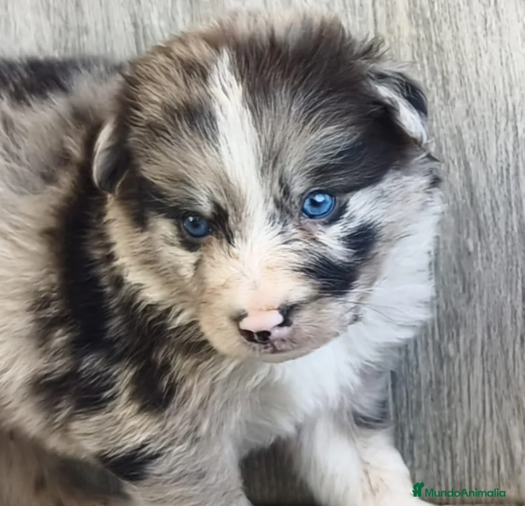 Raza Mixta perros en venta: BORDERPOM (BORDER COLLIE + POMERANIA) MACHOS - Anuncio 2