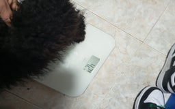 Caniche Toy perros en venta: Caniche toy - Anuncio 2