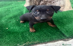 Pinscher Miniatura perros en venta: Pinscher miniatura disponible - Imagen 4