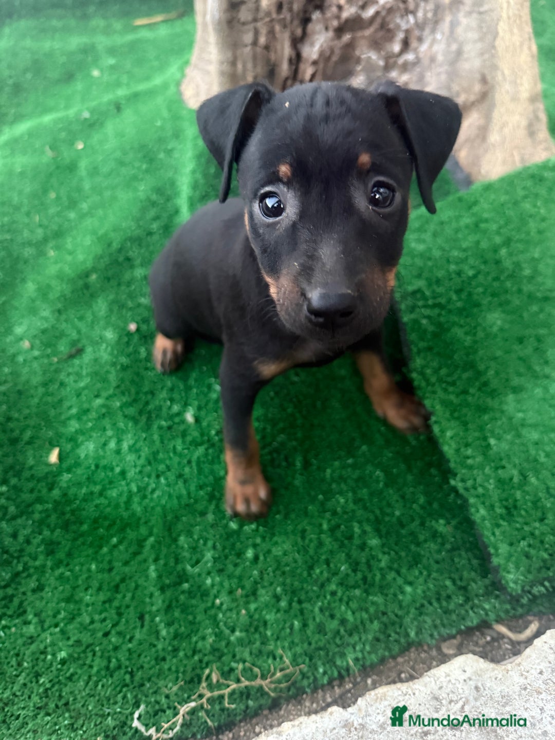 Pinscher Miniatura perros en venta: Pinscher miniatura disponible - Imagen 4