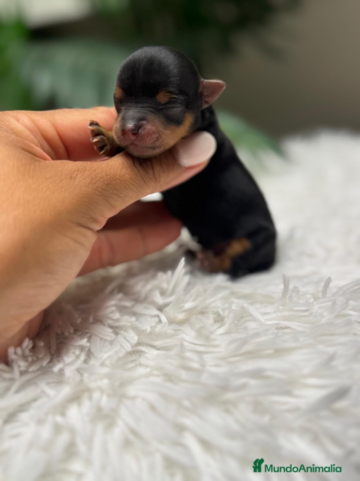Yorkshire Terrier perros en venta: YORKSHIRE TERRIER - Anuncio 3
