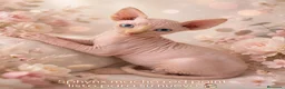 Sphynx gatos en venta: Preciosos Sphynx  - Anuncio 2