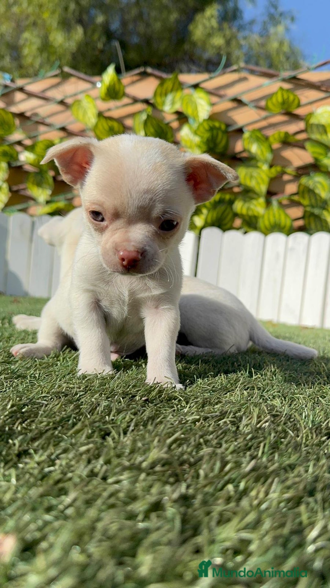 Chihuahua perros en venta: CHIHUAHUA MACHO - Anuncio 7