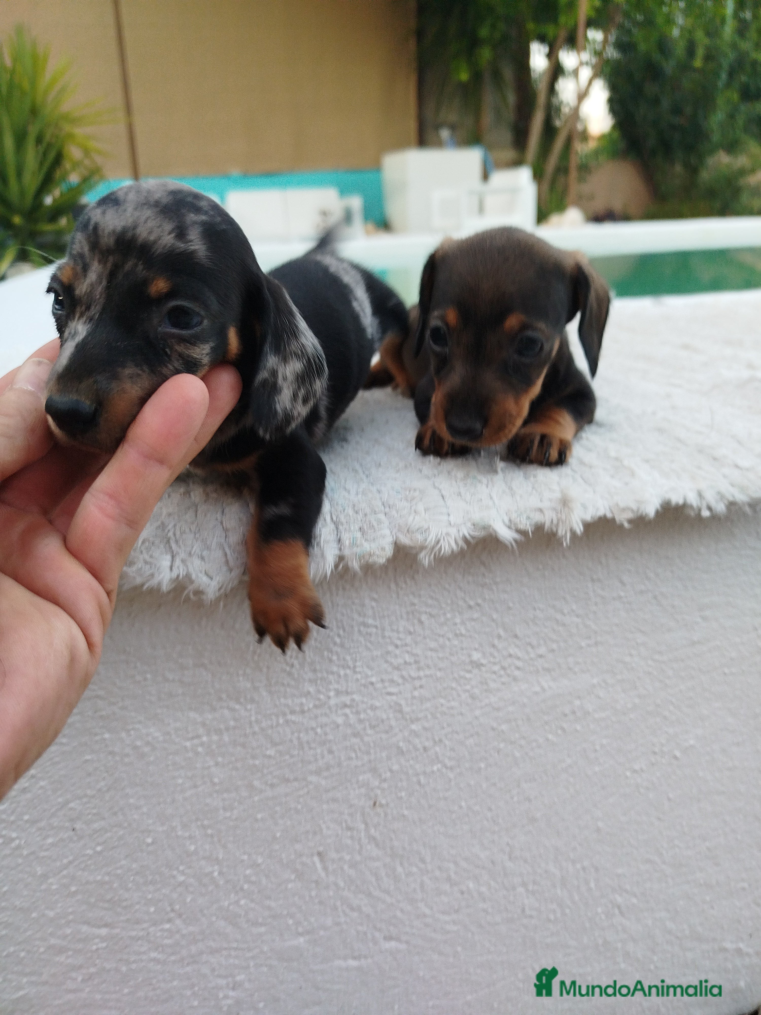 Teckel Miniatura perros Teckels miniatura  - Anuncio 30