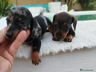 Teckel Miniatura perros Teckels miniatura - Anuncio 6